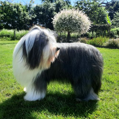 Chiots bearded collie lof #2