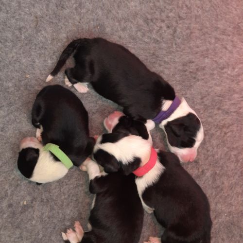 Chiots bearded collie lof #3