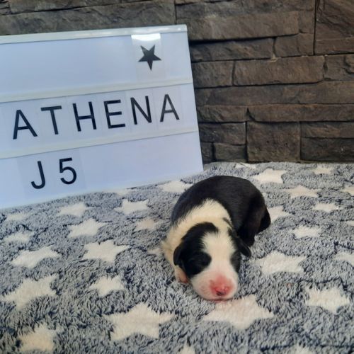 Chiots bearded collie lof #5