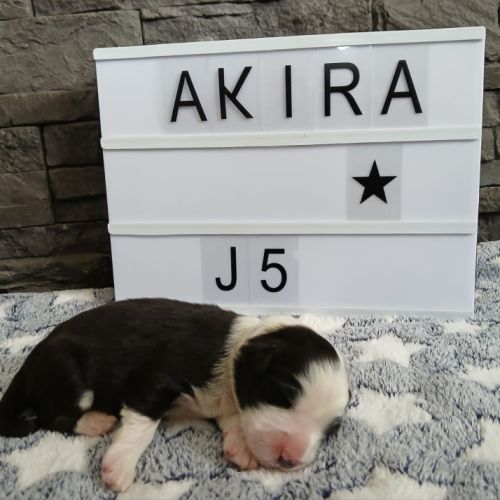 Chiots bearded collie lof #6