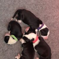 Chiots bearded collie lof #3