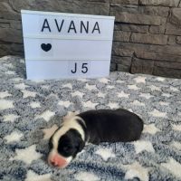 Chiots bearded collie lof #4