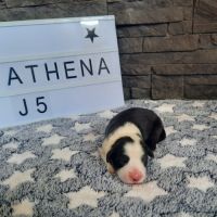 Chiots bearded collie lof #5