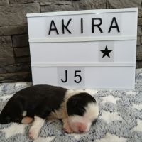 Chiots bearded collie lof #6