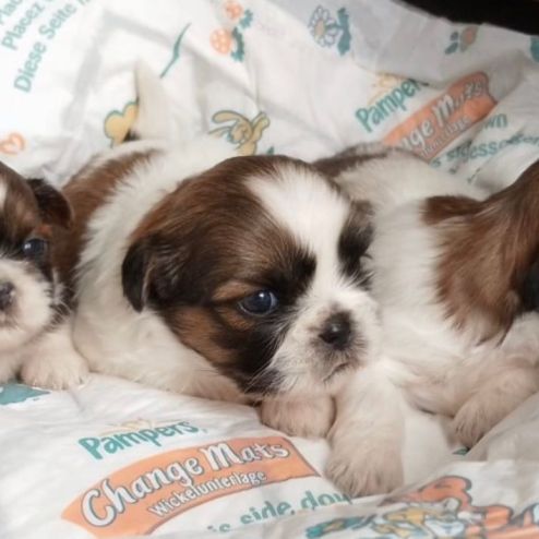 Adorables chiots shih tzu #3