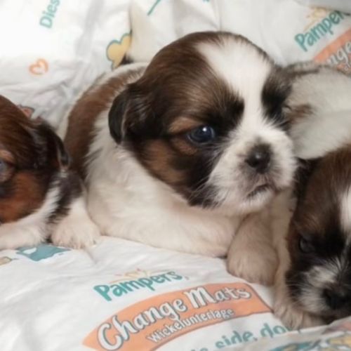 Adorables chiots shih tzu #7
