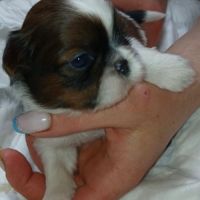 Adorables chiots shih tzu