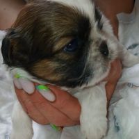 Adorables chiots shih tzu #2