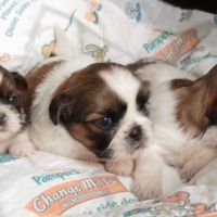 Adorables chiots shih tzu #3