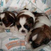 Adorables chiots shih tzu #4