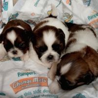 Adorables chiots shih tzu #5