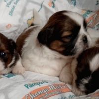 Adorables chiots shih tzu #6