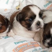 Adorables chiots shih tzu #7
