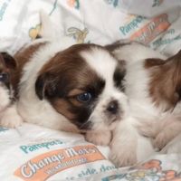 Adorables chiots shih tzu #8