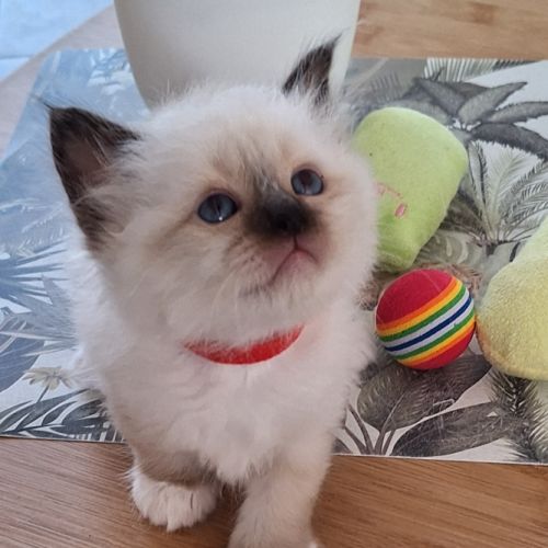 Chatons sacrés de birmanie #2