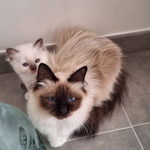 Chatons sacrés de birmanie #3