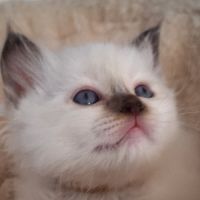 Chatons sacrés de birmanie