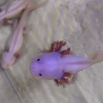 Axolotls disponibles. #1
