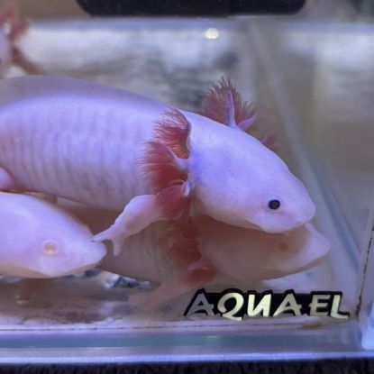 Axolotls disponibles. #2