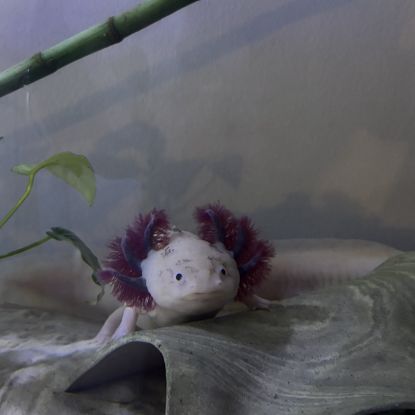 Axolotls disponibles.
