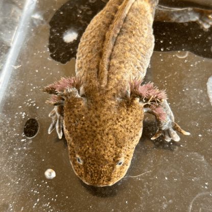 Axolotls disponibles. #5