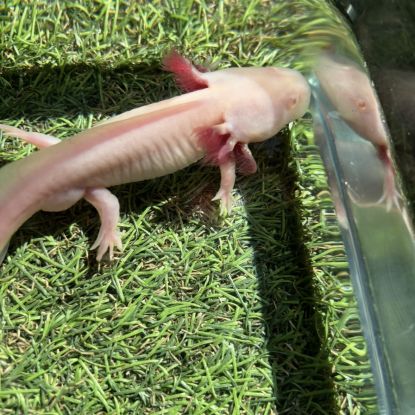 Axolotls disponibles. #6