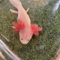 Axolotls disponibles. #3