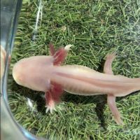 Axolotls disponibles. #7