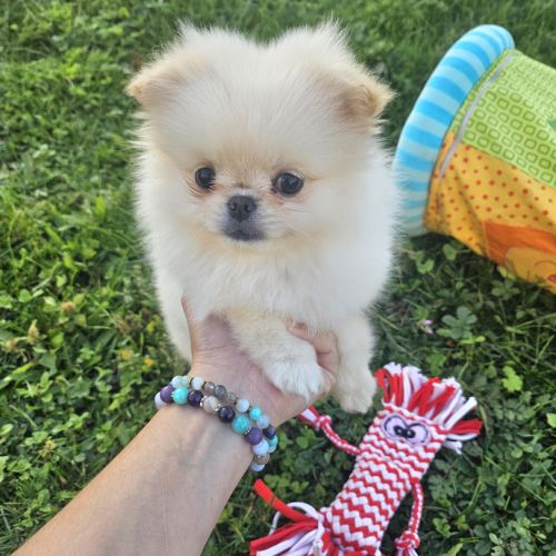 Pomchi (spitz nain x chihuahua  )