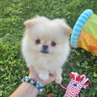 Pomchi (spitz nain x chihuahua  ) #2