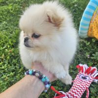 Pomchi (spitz nain x chihuahua  ) #3