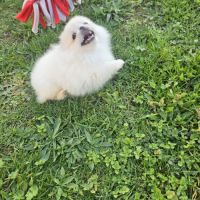 Pomchi (spitz nain x chihuahua  ) #4