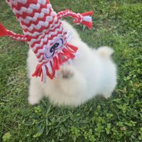 Pomchi (spitz nain x chihuahua  ) #5