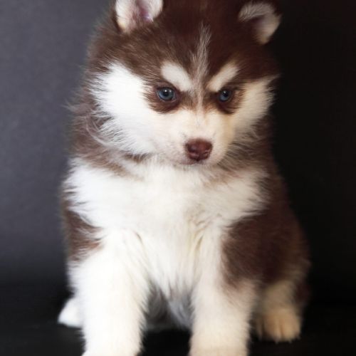 Chiots mini pomsky #1