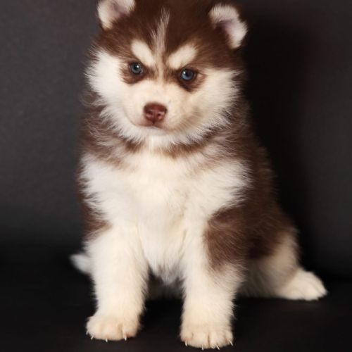 Chiots mini pomsky #2