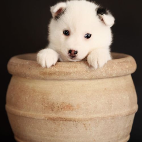 Chiots mini pomsky #5