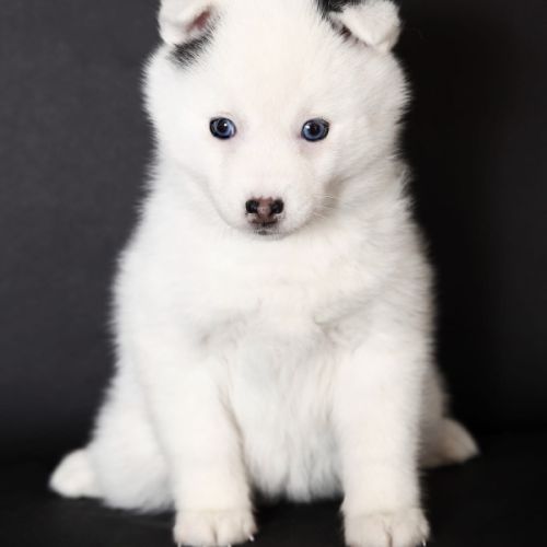 Chiots mini pomsky #8