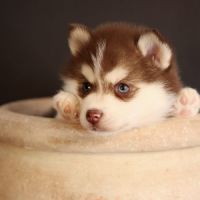 Chiots mini pomsky