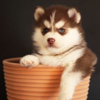 Chiots mini pomsky #4
