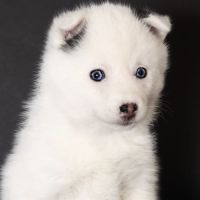Chiots mini pomsky #6