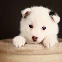 Chiots mini pomsky #7