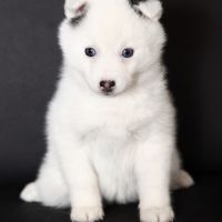 Chiots mini pomsky #8