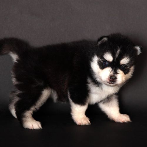 Chiots pomsky toy #2