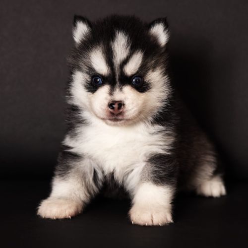 Chiots pomsky toy #0