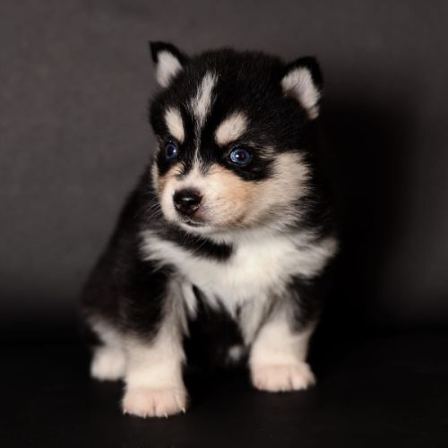 Chiots pomsky toy #5