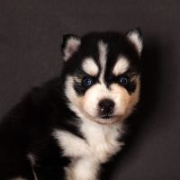 Chiots pomsky toy #1