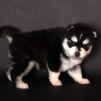 Chiots pomsky toy #2