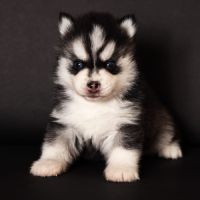 Chiots pomsky toy