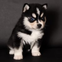 Chiots pomsky toy #4