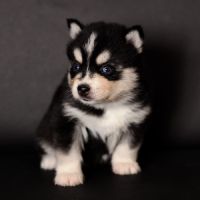 Chiots pomsky toy #5